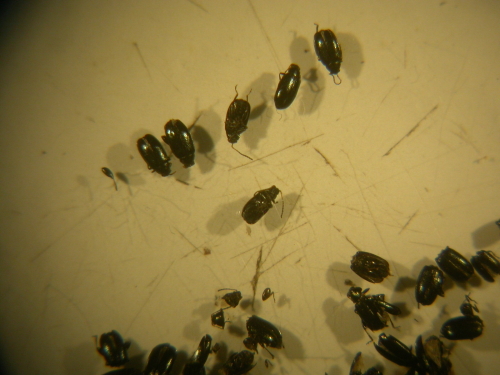 richiedo conferma: Phyllotreta